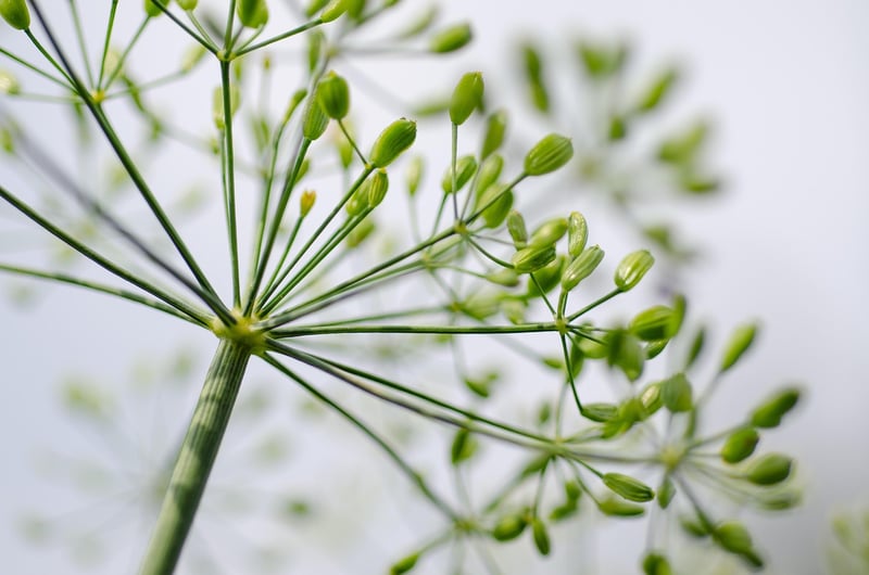 Culinary herb guide