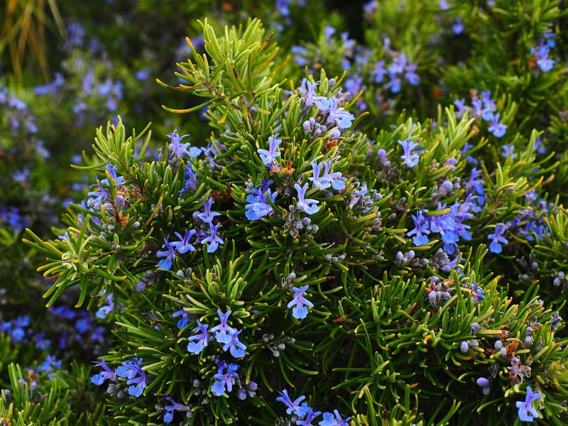Rosemary Harvest