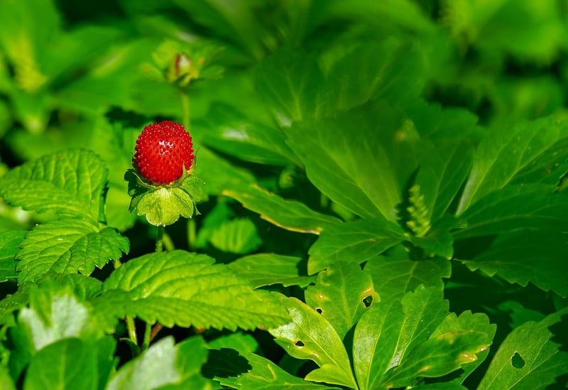 Herb Garden